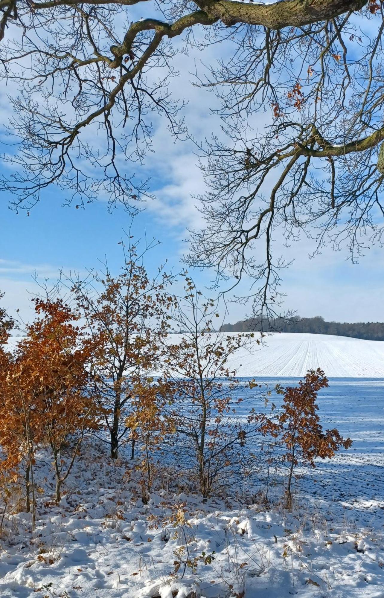 Waldblick Villa Cavertitz Exteriör bild